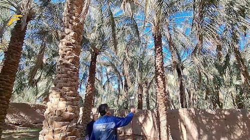 تصویر 4 از خرید و قیمت انواع دستگاه گرده افشانی نخل